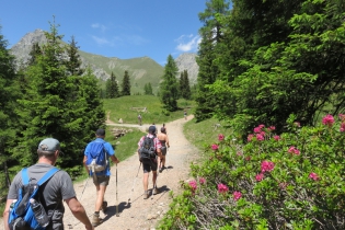 Alpenrosentour auf Meran 2000