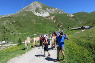 Alpenrosentour auf Meran 2000