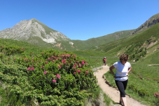 Alpenrosentour auf Meran 2000