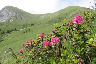 Alpenrosenwanderung auf Meran 2000