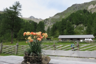 Alpenrosenwanderung im Ultental