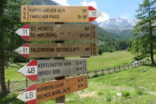 Alpenrosenwanderung im Ultental