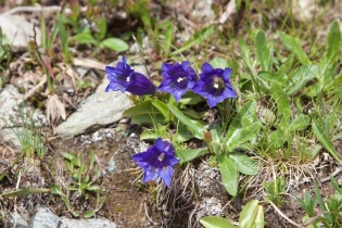 Alpenrosenwanderung im Ultental