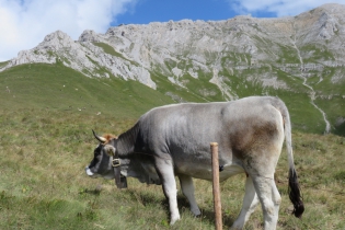 Dolomiten-Latemar-Bergtour