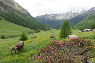 Sommerwanderung im Schnalstal